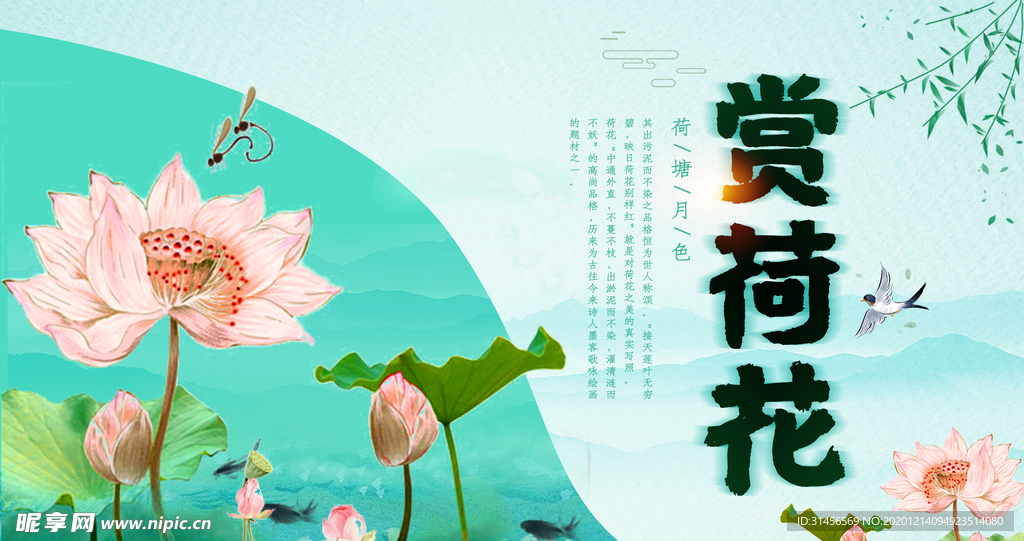 赏荷花