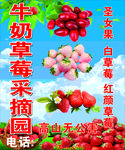 草莓
