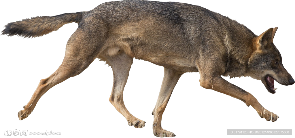 狼