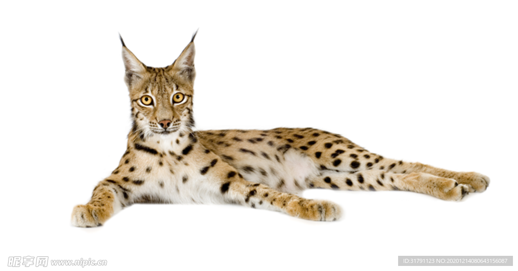 猞猁