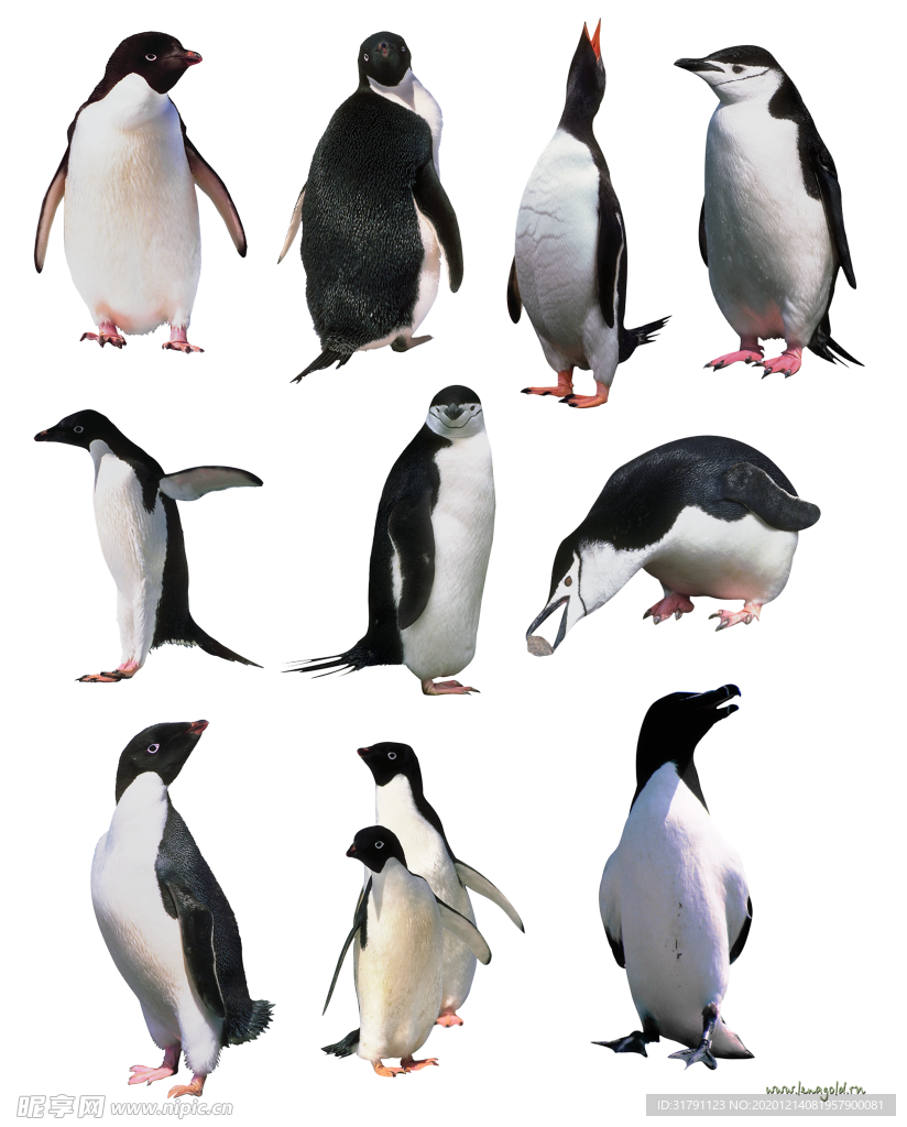 企鹅
