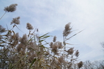 芦苇