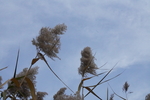 芦苇