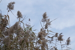 芦苇