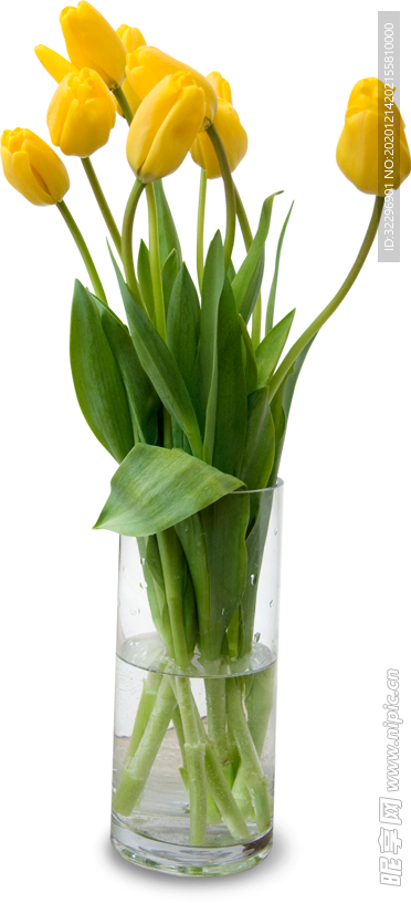 花 盆栽