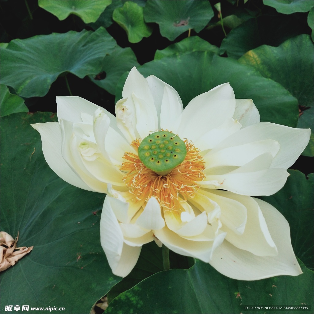 荷花