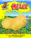 懒汉旺 土豆 马铃薯 抗烂好吃