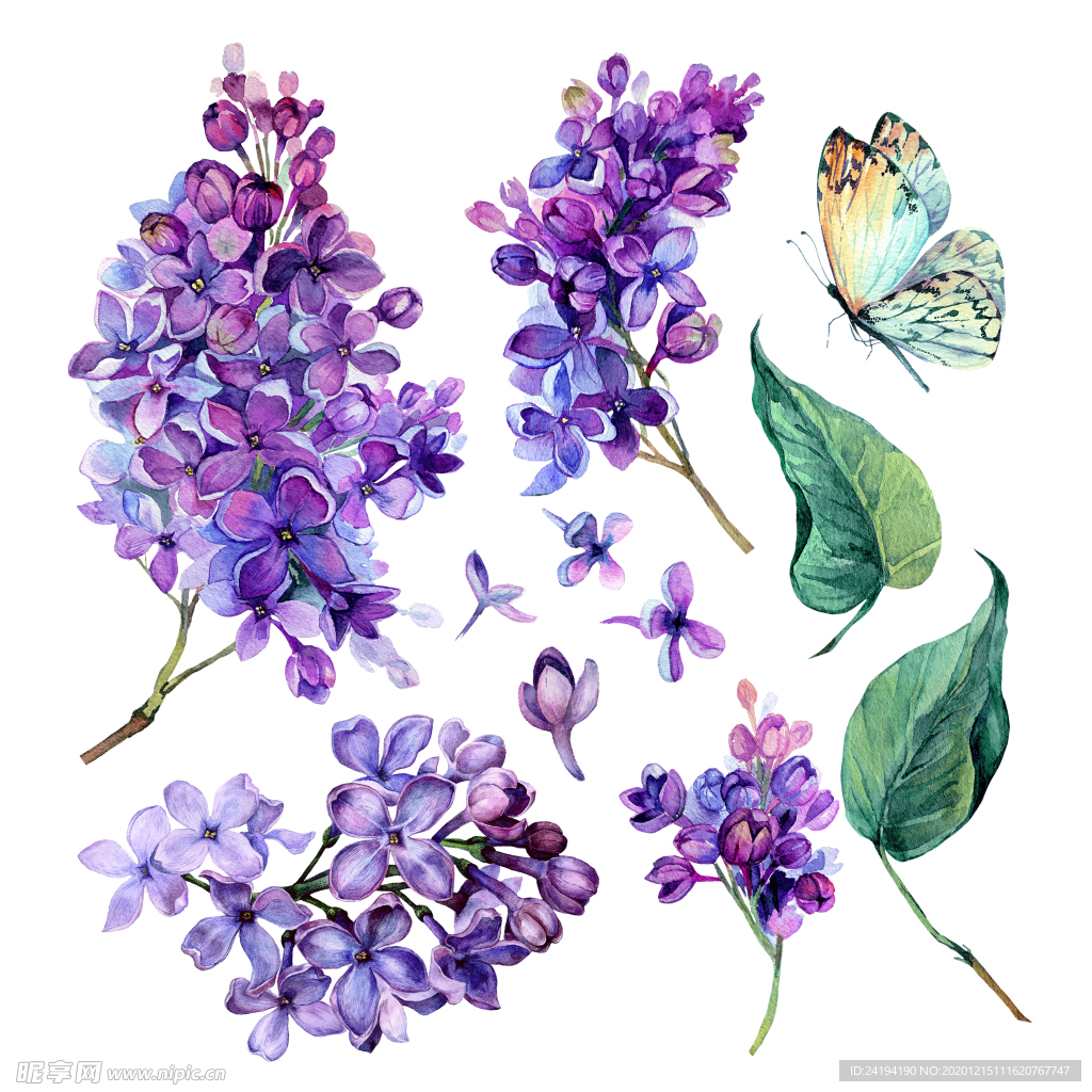 绣球花