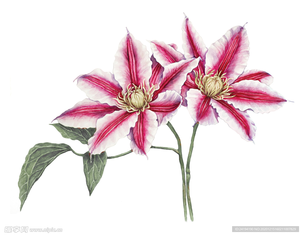 手绘花