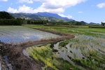 风景 田地