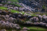 风景