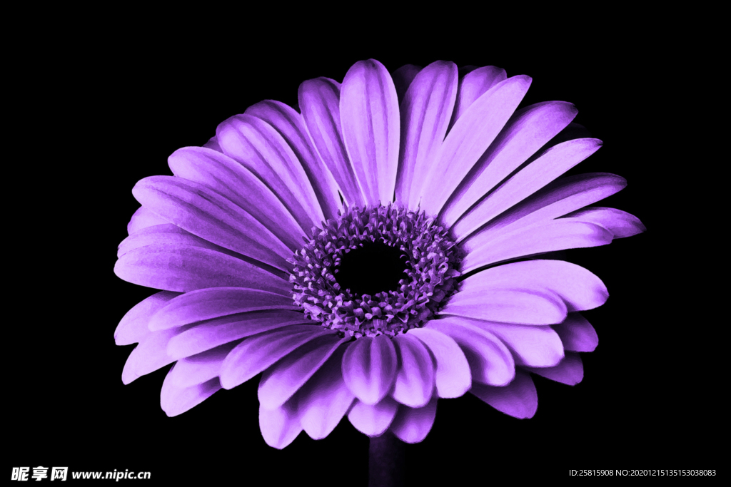 菊