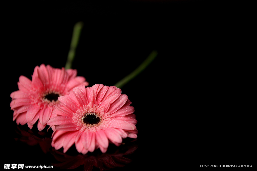 菊