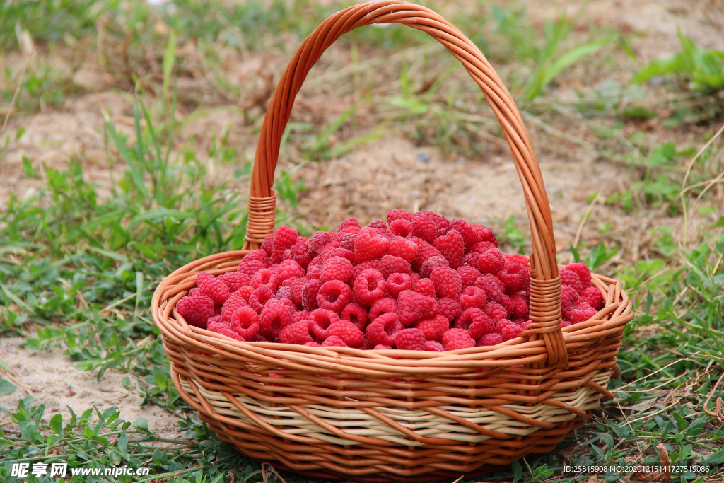 红莓