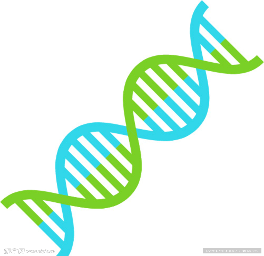 染色体 基因 DNA