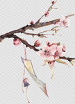 透明底梅花