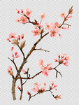 透明底梅花