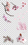 透明底梅花