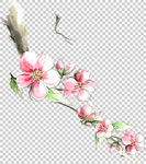 透明底梅花