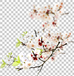 透明底梅花