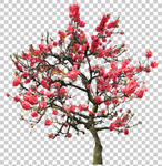 透明底梅花