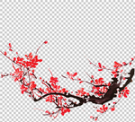 透明底梅花