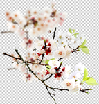 透明底梅花   梅花 素材 梅