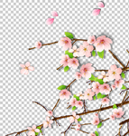 梅花
