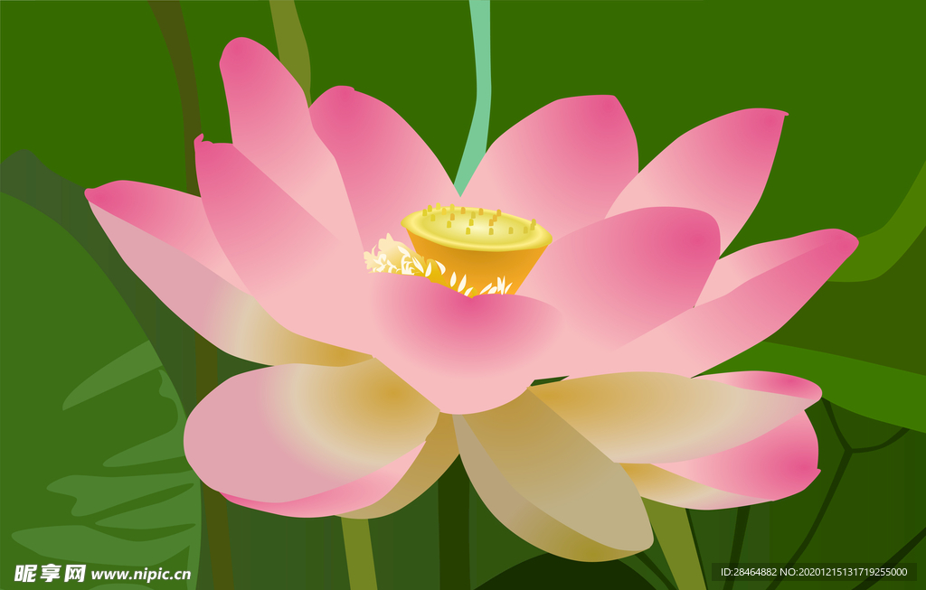 荷花