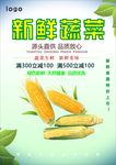 玉米海报