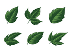 手绘浪漫植物