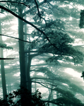 松树风景油画