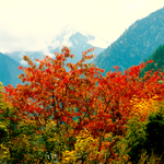 风景油画