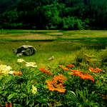 风景油画