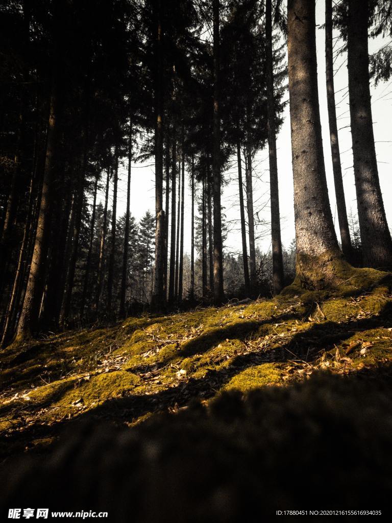 山林