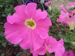花卉