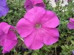 花卉
