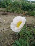花卉