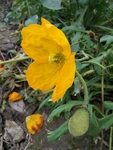 花卉