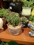 花卉
