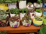 花卉
