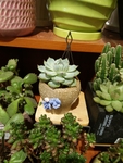 花卉