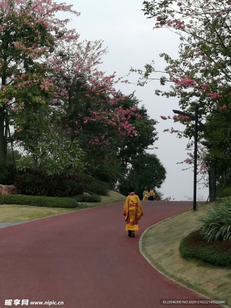 开着鲜花的道路