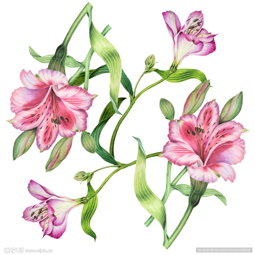 手绘花
