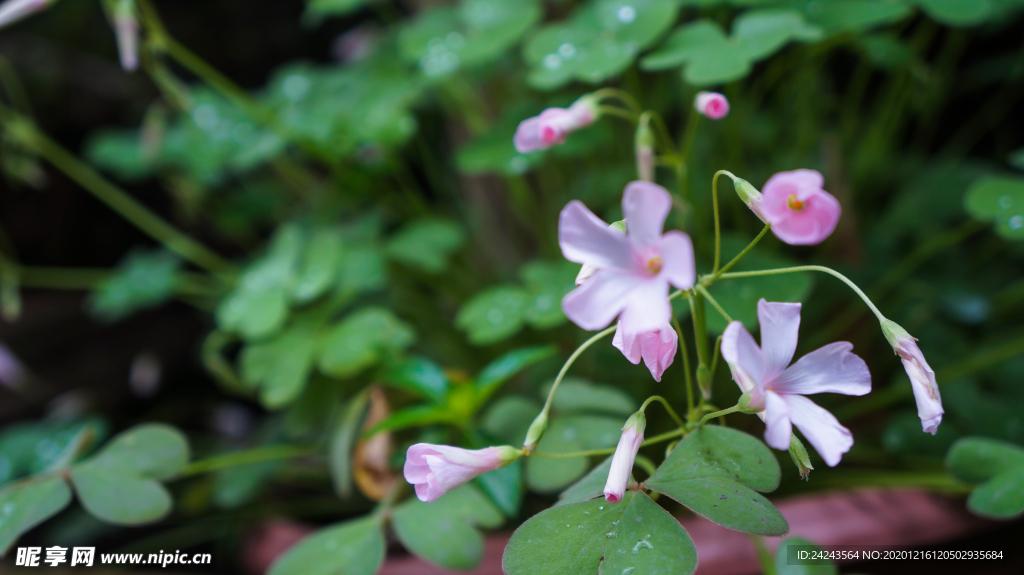 四叶草花