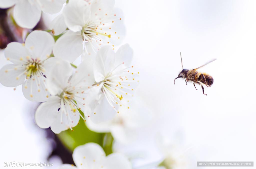 蜜蜂