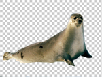 海豹