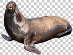 海豹