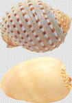 贝壳
