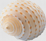 贝壳